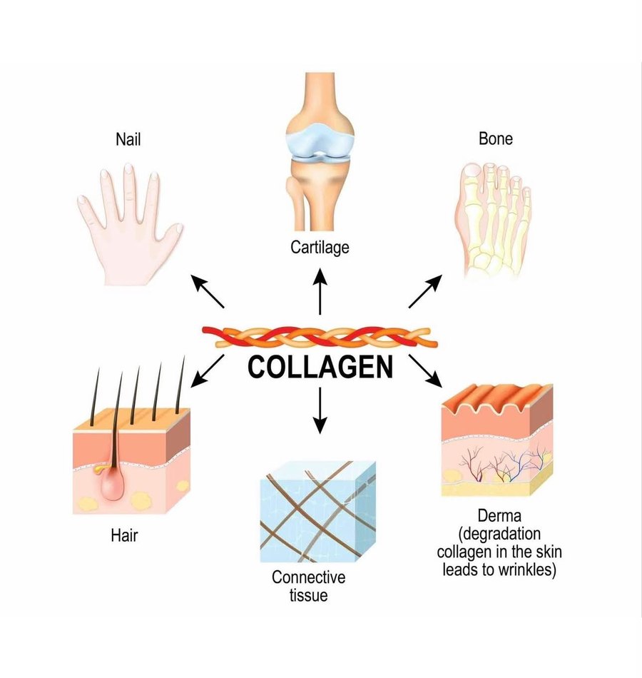 Diagram showing collagen's role in skin, hair, nails, cartilage and connective tissue